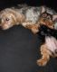 Yorkshire Terrier Puppies for sale in Shelby, NC, USA. price: $1,000