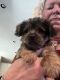 Yorkshire Terrier Puppies for sale in Red Oak, TX, USA. price: $750
