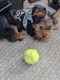 Yorkshire Terrier Puppies for sale in 730 Admiral's Quay Dr, Mechanicsburg, PA 17055, USA. price: $875