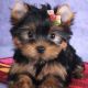 Yorkshire Terrier Puppies for sale in Johnson City, TN, USA. price: $500