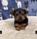 Yorkshire Terrier Puppies for sale in Lanham, MD 20706, USA. price: $6,500