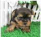 Yorkshire Terrier Puppies for sale in Bonita Springs, FL, USA. price: $3,417