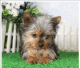Yorkshire Terrier Puppies for sale in Bonita Springs, FL, USA. price: NA