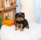 Yorkshire Terrier Puppies for sale in Charlotte, NC, USA. price: $400