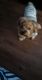 Yorkshire Terrier Puppies for sale in Channelview, TX, USA. price: NA