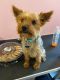 Yorkshire Terrier Puppies for sale in Peytona, WV 25154, USA. price: $2,500