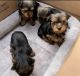 Yorkshire Terrier Puppies for sale in Humble, TX, USA. price: NA