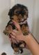 Yorkshire Terrier Puppies for sale in Penny Rd, High Point, NC, USA. price: $450