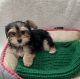 Yorkshire Terrier Puppies for sale in Downey, CA, USA. price: $950