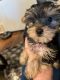 Yorkshire Terrier Puppies for sale in Round Rock, TX, USA. price: NA