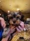 Yorkshire Terrier Puppies for sale in Orlando, FL, USA. price: $3,200