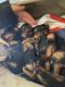 Yorkshire Terrier Puppies for sale in South Zanesville, OH 43701, USA. price: NA