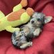 Yorkshire Terrier Puppies for sale in Downey, CA, USA. price: $1,100