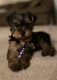 Yorkshire Terrier Puppies for sale in Bogart, GA 30622, USA. price: NA