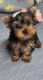 Yorkshire Terrier Puppies for sale in Lake Forest, CA, USA. price: $1,200