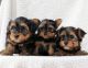 Yorkshire Terrier Puppies for sale in San Diego County, CA, USA. price: $600