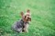 Yorkshire Terrier Puppies for sale in Idaho City, ID 83631, USA. price: $200