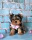 Yorkshire Terrier Puppies for sale in Hamilton, ON, Canada. price: NA