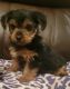 Yorkshire Terrier Puppies for sale in Detroit, MI 48235, USA. price: $1,200