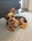 Yorkshire Terrier Puppies for sale in Florence, KY, USA. price: NA