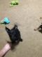 Yorkshire Terrier Puppies for sale in Livingston, TX 77351, USA. price: NA