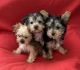 Yorkshire Terrier Puppies for sale in Downey, CA, USA. price: $1,600