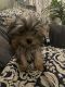 Yorkshire Terrier Puppies for sale in Salem, MA 01970, USA. price: $200