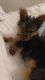 Yorkshire Terrier Puppies for sale in Fayetteville, NC, USA. price: $1,000