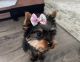 Yorkshire Terrier Puppies for sale in Cumming, GA, USA. price: $1,700