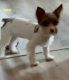 Yorkshire Terrier Puppies for sale in Pembroke Pines, FL, USA. price: $1,300