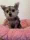 Yorkshire Terrier Puppies for sale in San Jose, CA, USA. price: $500