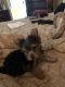 Yorkshire Terrier Puppies for sale in Doylestown, PA 18901, USA. price: NA