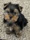 Yorkshire Terrier Puppies for sale in Brighton, CO, USA. price: $2,000