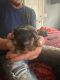 Yorkshire Terrier Puppies for sale in Seguin, TX 78155, USA. price: $800