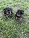 Yorkshire Terrier Puppies for sale in Glen Allen, VA, USA. price: $1,000