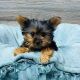 Yorkshire Terrier Puppies for sale in Hendersonville, NC, USA. price: $350