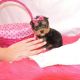 Yorkshire Terrier Puppies for sale in Topeka, KS 66605, USA. price: NA
