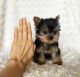 Yorkshire Terrier Puppies for sale in Arizona Hot Springs, Arizona 86445, USA. price: $400