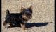 Yorkshire Terrier Puppies for sale in Florida Mall Ave, Orlando, FL 32809, USA. price: $400
