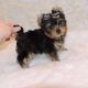 Yorkshire Terrier Puppies for sale in Ohio City, OH 45874, USA. price: $400