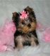 Yorkshire Terrier Puppies for sale in Georgetown, KY 40324, USA. price: $400