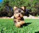 Yorkshire Terrier Puppies for sale in Ilwaco, WA, USA. price: $400