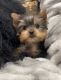 Yorkshire Terrier Puppies for sale in Hollywood, Los Angeles, CA, USA. price: NA