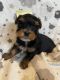 Yorkshire Terrier Puppies for sale in Longmont, CO, USA. price: $1,300