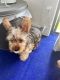 Yorkshire Terrier Puppies for sale in Winter Park, FL, USA. price: $1,000