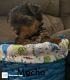 Yorkshire Terrier Puppies for sale in Orange, VA 22960, USA. price: NA