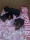 Yorkshire Terrier Puppies for sale in 3665 W 107th St, Inglewood, CA 90303, USA. price: $1,100
