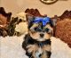 Yorkshire Terrier Puppies for sale in Califòrnia, Barcelona, Spain. price: NA