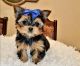 Yorkshire Terrier Puppies for sale in Califòrnia, Barcelona, Spain. price: NA