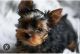 Yorkshire Terrier Puppies for sale in Phoenician, Phoenix, AZ, USA. price: NA